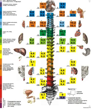 Діагностика стану хребта Діагностика стану хребта