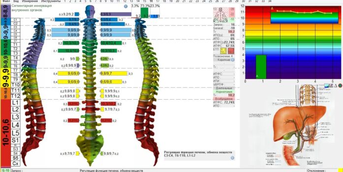 Метамерна будова тіла людини Метамерна будова тіла людини